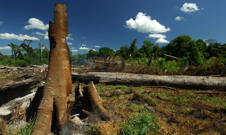 WWF kritisiert zu laxe Kontrollen im Holzhandel