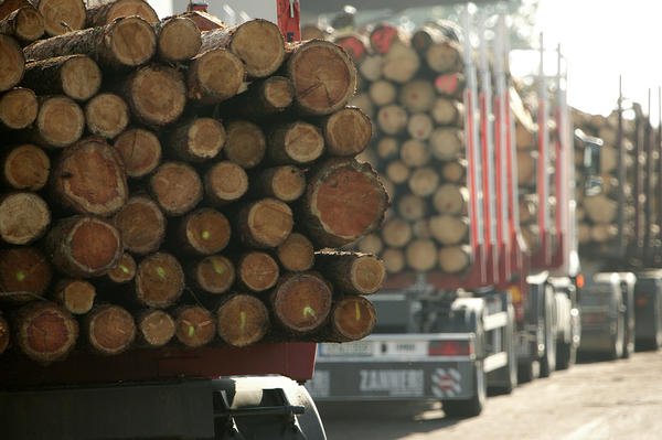 DSH: Schnittholz aus Deutschland zu teuer