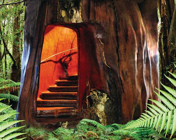 Seitenblick: Die Treppe im Mammutbaum