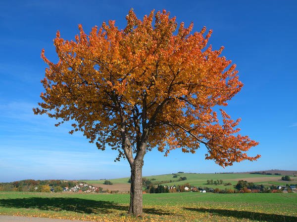 Die Vogel-Kirsche ist Baum des Jahres 2010