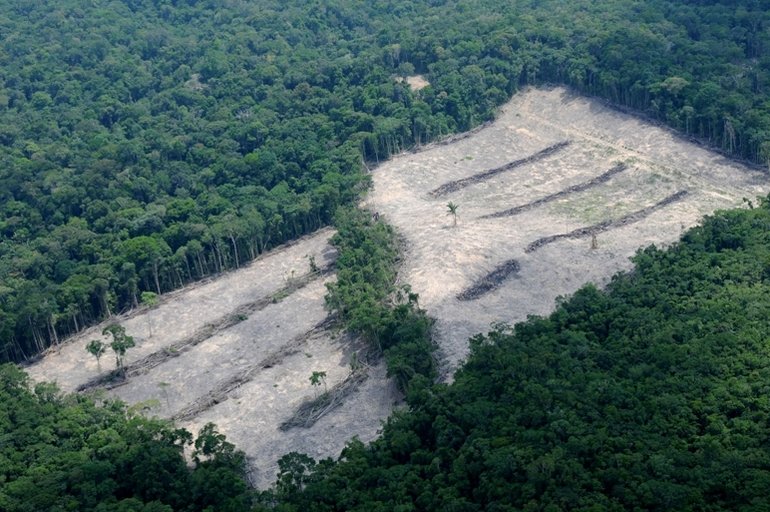 Abholzung_Luftbild_Brasilien_WWF.jpg