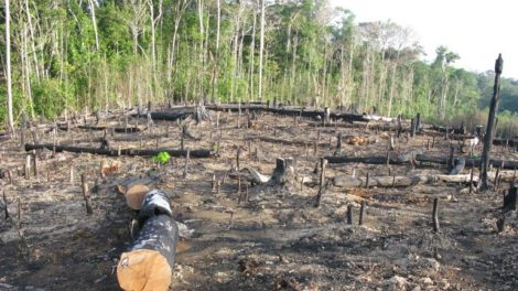 150 Prozent mehr Wald zerstört
