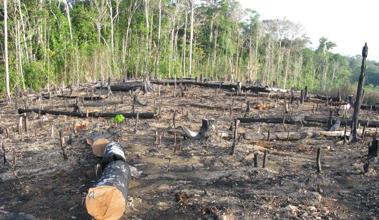 150 Prozent mehr Wald zerstört