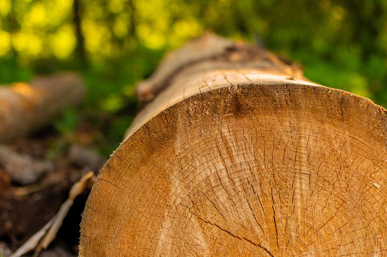 Säge- und Holzindustrie steigert Produktion
