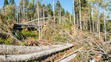 Waldschäden: Säge- und Holzindustrie schlägt Alarm