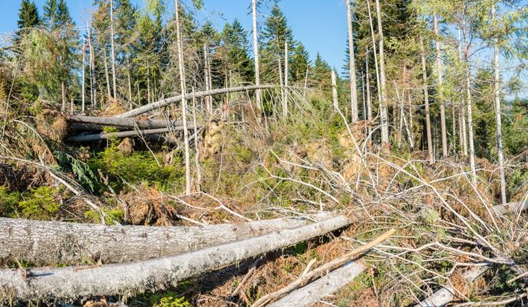 Waldschäden: Säge- und Holzindustrie schlägt Alarm