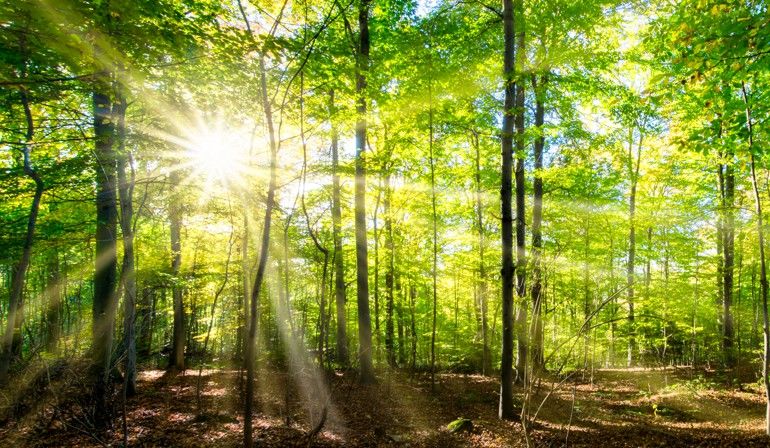 WWF fordert ökologischen Waldfonds