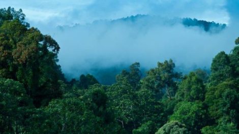 Nachhaltige Waldwirtschaft in Malaysia wächst
