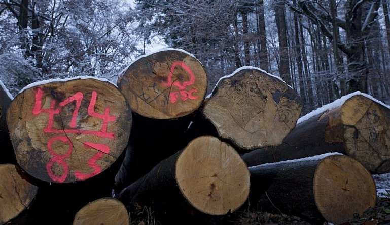 200 Millionen Hektar Wald nach FSC zertifiziert